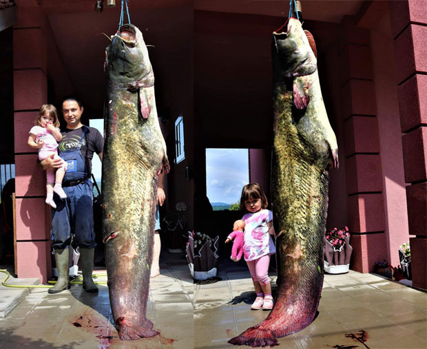 НЕСВАКИДАШЊИ УЛОВ: Извукао сома дугог 2,3 метра и тешког 105 килограма (ФОТО)